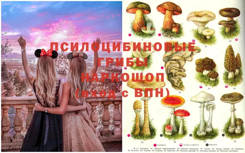 Псилоцибиновые грибы MAGIC MUSHROOMS  купить наркоту  Камышин 